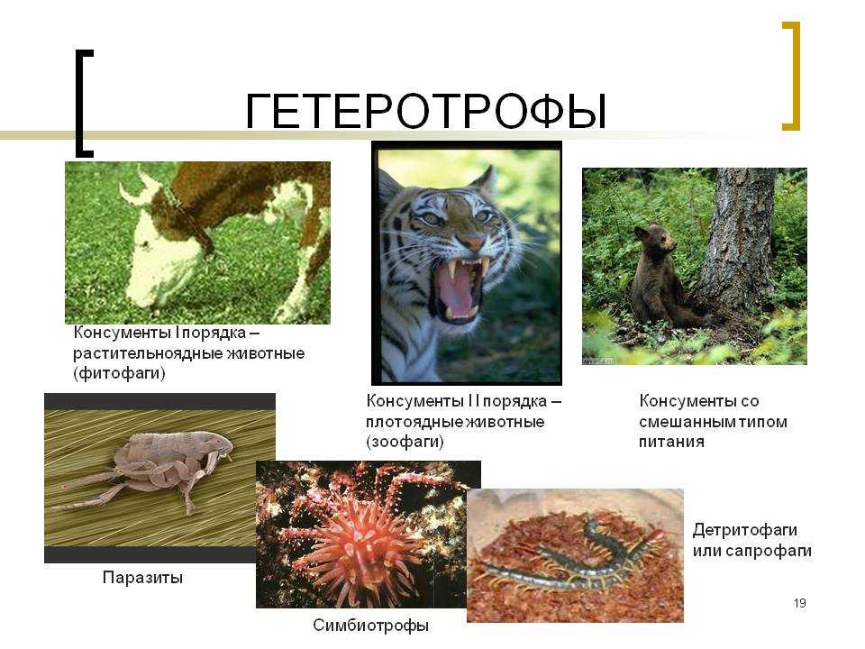 Какую роль в сообществе играют гетеротрофные организмы. Гетеротрофы. Гетеротрофы примеры организмов.