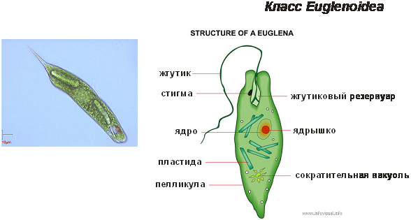 Форма тела эвглены