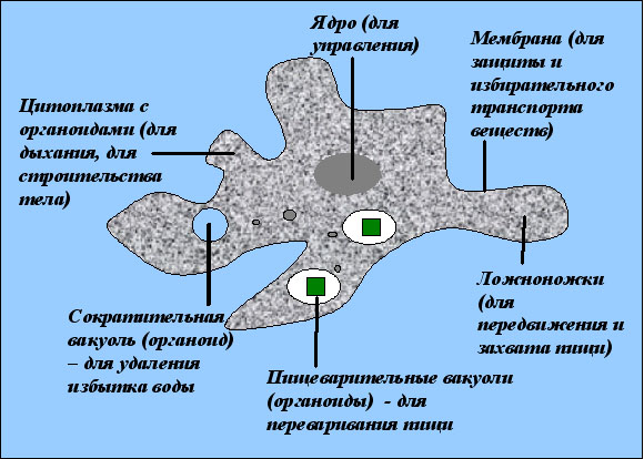 Схема строения амебы