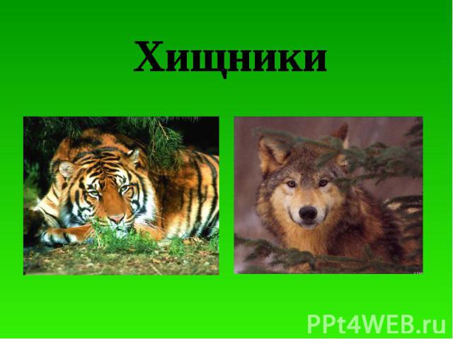 5 примеров хищников. Хищники презентация. Хищники животные 3 класс. Надпись Хищные животные. Хищные животные примеры 3 класс.