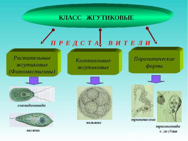 Класс жгутиковые презентация