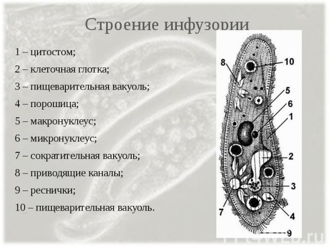 Сократительная вакуоль функции у инфузории