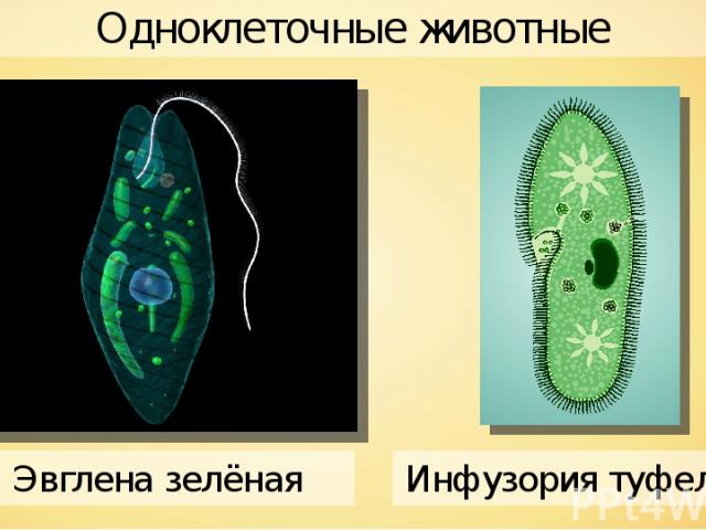 Фото амебы и эвглены