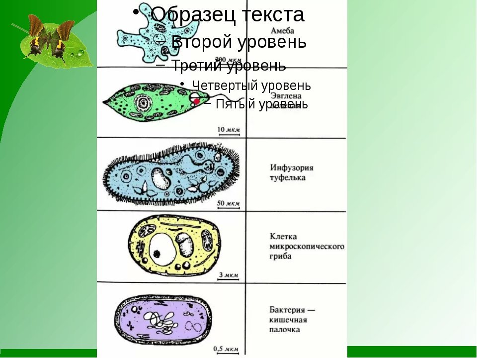 Что состоит из 1 клетки. Формы клеток одноклеточных и многоклеточных организмов. Простейшие одноклеточные и многоклеточные. Одноклеточные многоклеточные биология. Примеры одноклеточных организмов и многоклеточных организмов.