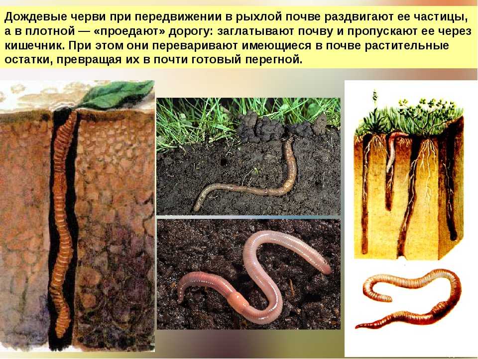 Где живут черви. Почвенные Малощетинковые черви. Дождевые черви среда обитания. Почвенные Малощетинковые черви питание. Почвенные Малощетинковые черви норки.