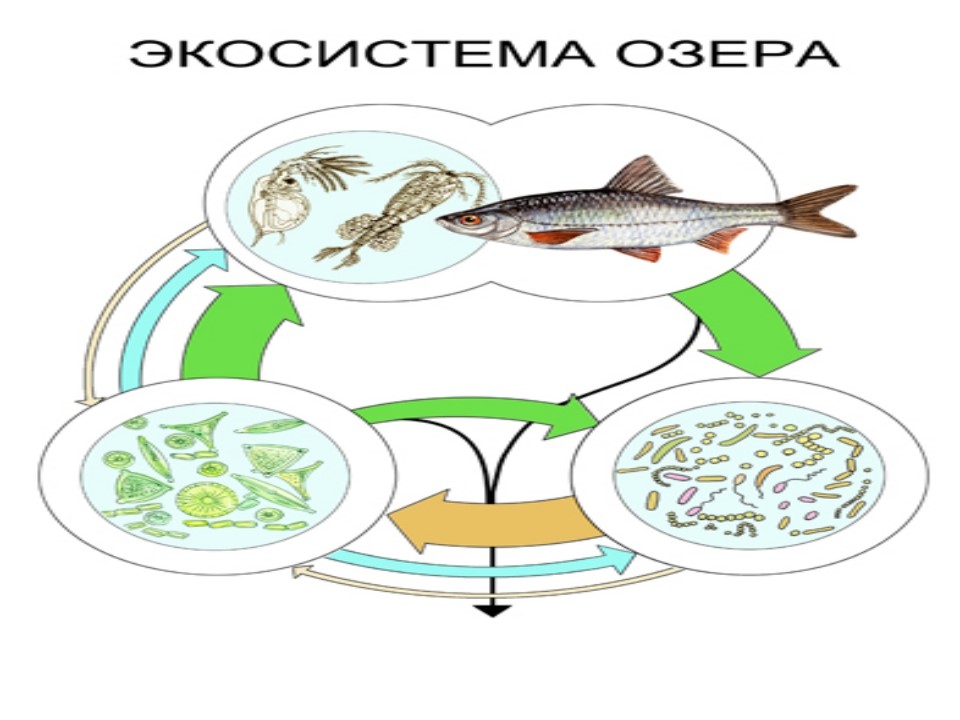 Карась составить схему