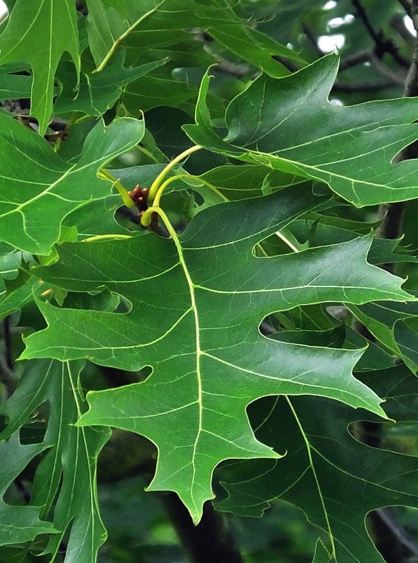 Фото листьев названием виды. Дуб клёнолистный (Quercus acerifolia). Quercus rubra лист. Кверкус растение. Quercus acutifolia.