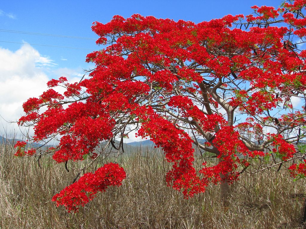 Деревья цветущие красным цветом. Дерево Делоникс Королевский. Делоникс(Фламбоян) Королевский. Делоникс Регия. Огненное дерево Делоникс Королевский.