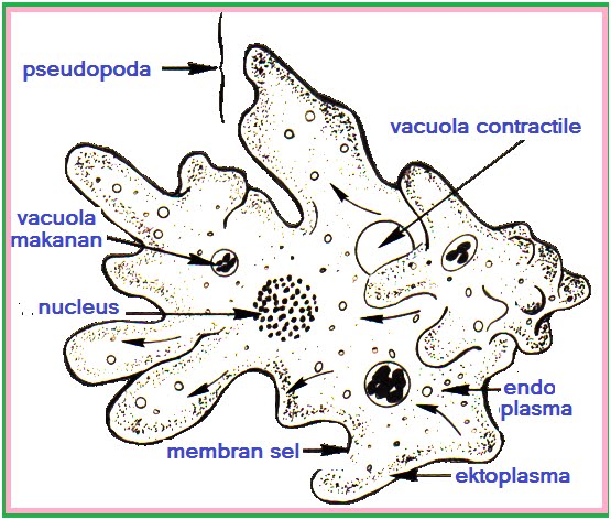 Амеба части тела