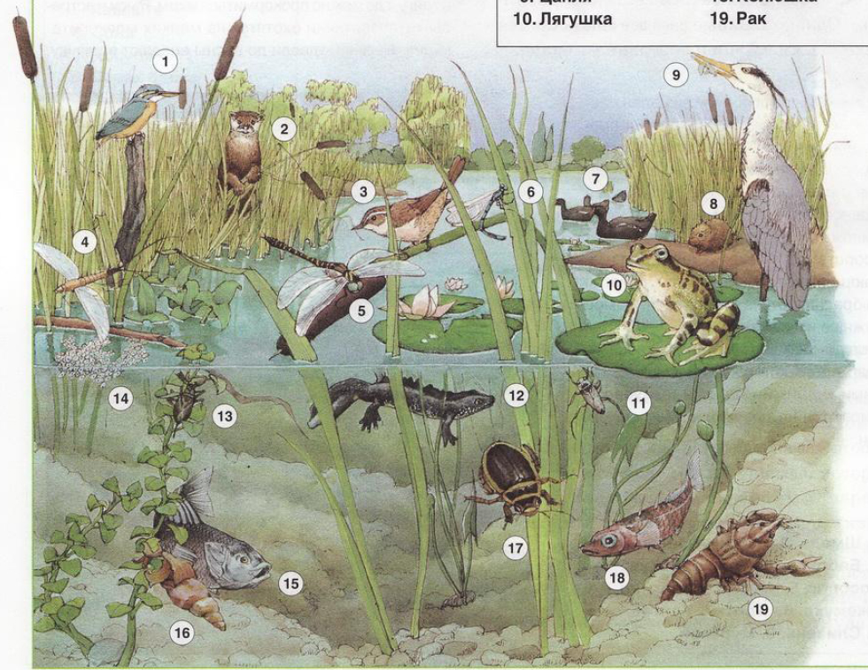 Природная экосистема рисунки