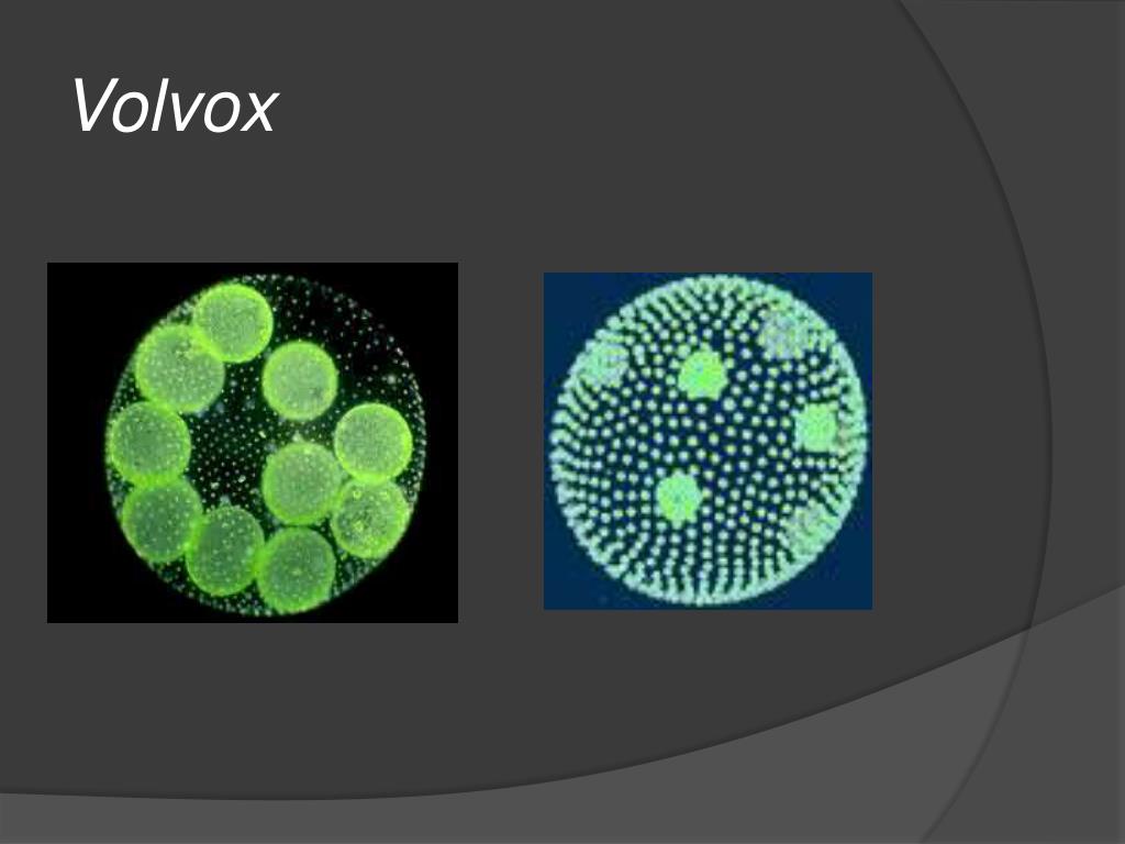 Вольвокс относится к. Одноклеточные водоросли вольвокс. Вольвокс это прокариот. Вольвокс соматические клетки. Вольвокс царство.