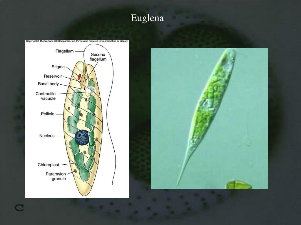 Хлоропласты у эвглены зеленой. Форма тела эвглены зеленой. Нервная система эвглены зеленой. Стигма у эвглены зеленой.