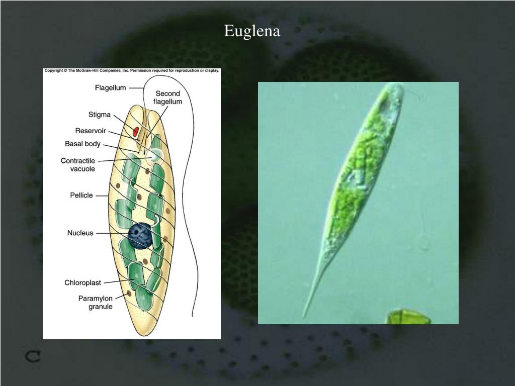 Эвглена зеленая хлоропласты. Хлоропласты у эвглены зеленой. Форма тела эвглены зеленой. Нервная система эвглены зеленой. Стигма у эвглены зеленой.