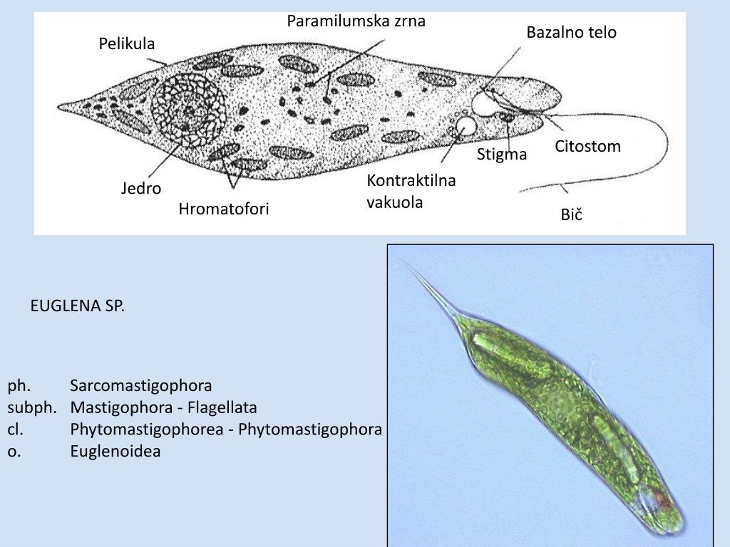 Эвглена строение рисунок