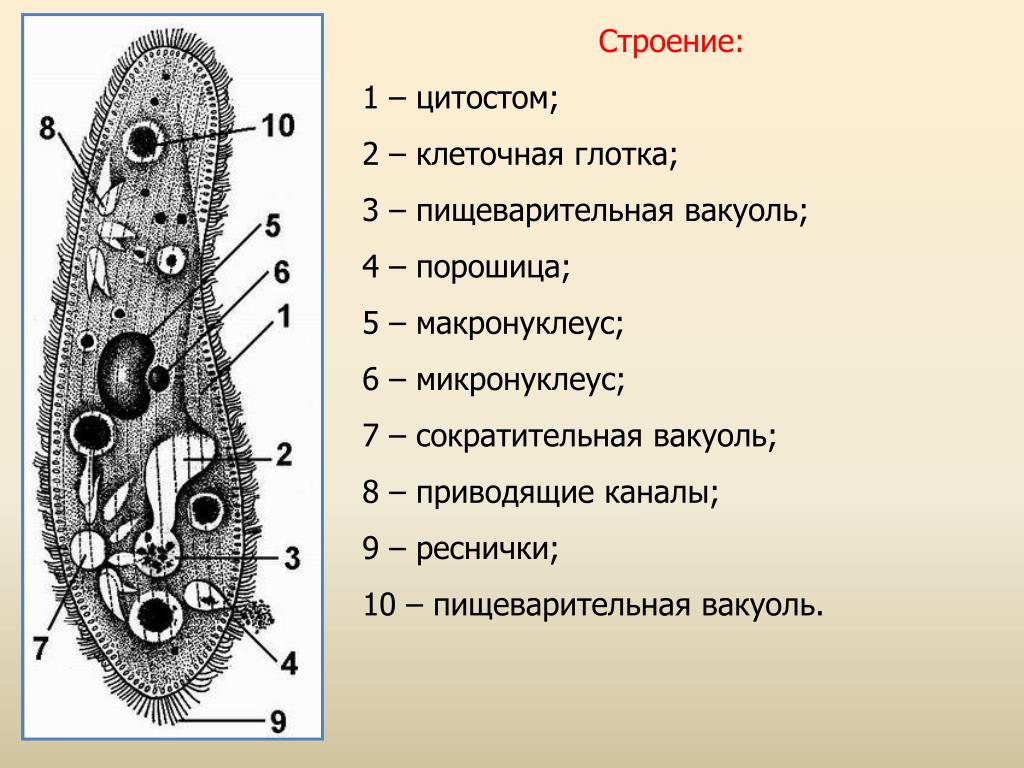 Из чего состоят простейшие. Строение клетки одноклеточного животного. Протисты строение клетки. Макронуклеус у инфузории туфельки. Строение клетки простейших животных.