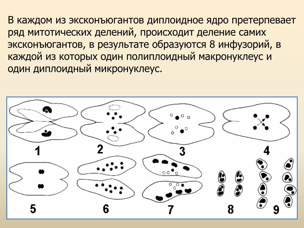 Конъюгация у инфузорий схема