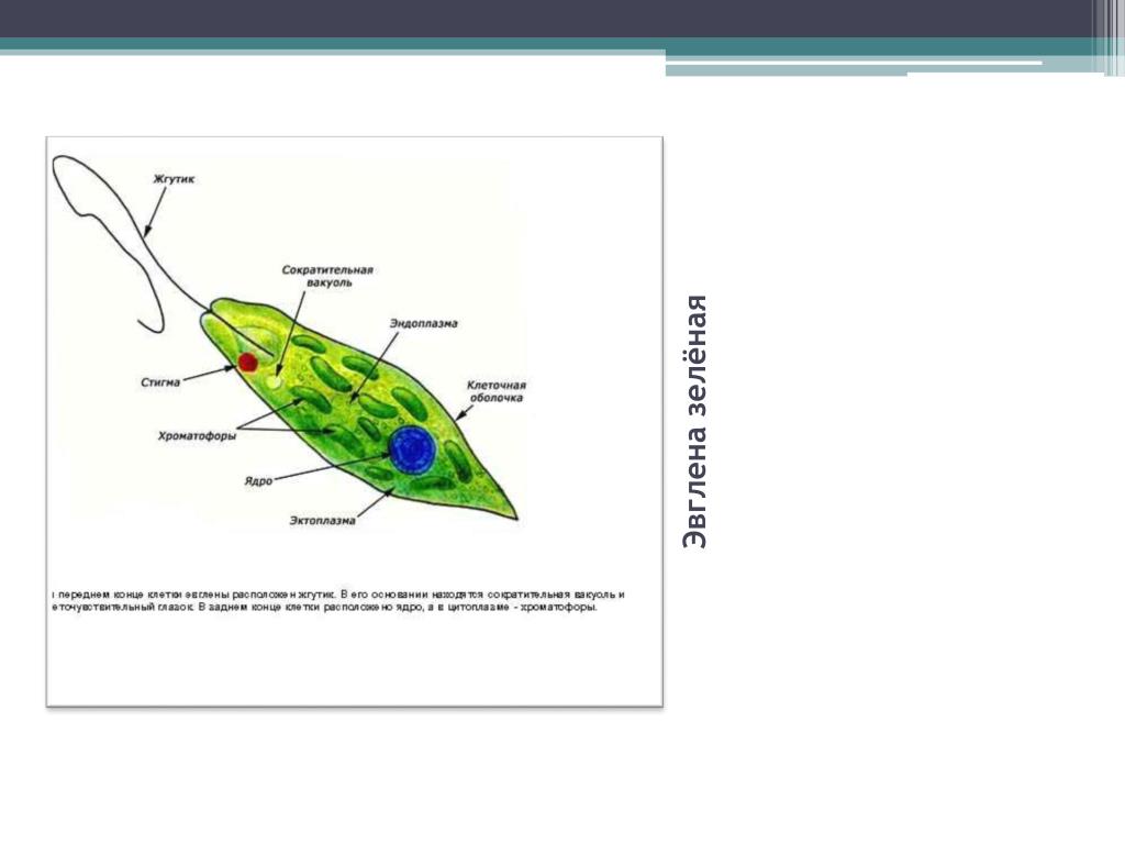 Какие структуры клетки эвглены зеленой обозначены на рисунке