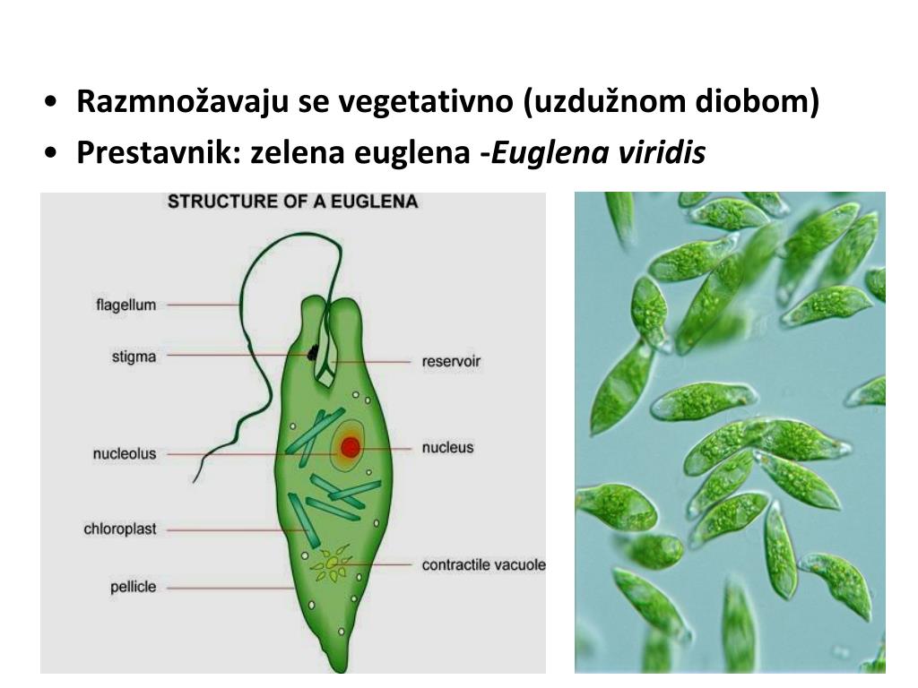 Какие структуры клетки зеленой эвглены обозначены на рисунке цифрами 1 2 3