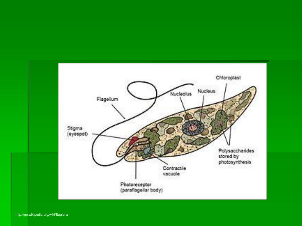 Эвглена зелёная жизненый цикл. Светочувствительный глазок у зелёной эвглены. Жизненный цикл эвглены зеленой. Euglena gracilis строение.