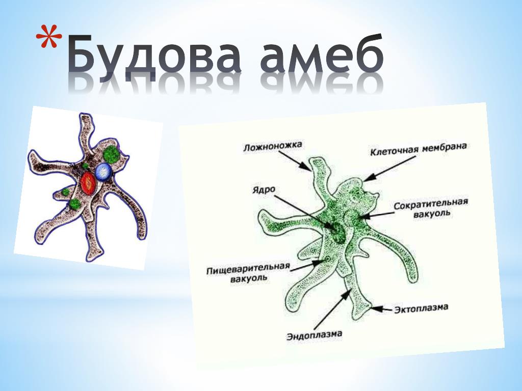 Укажи функцию органоида обозначенного на схеме строения амебы цифрой 2