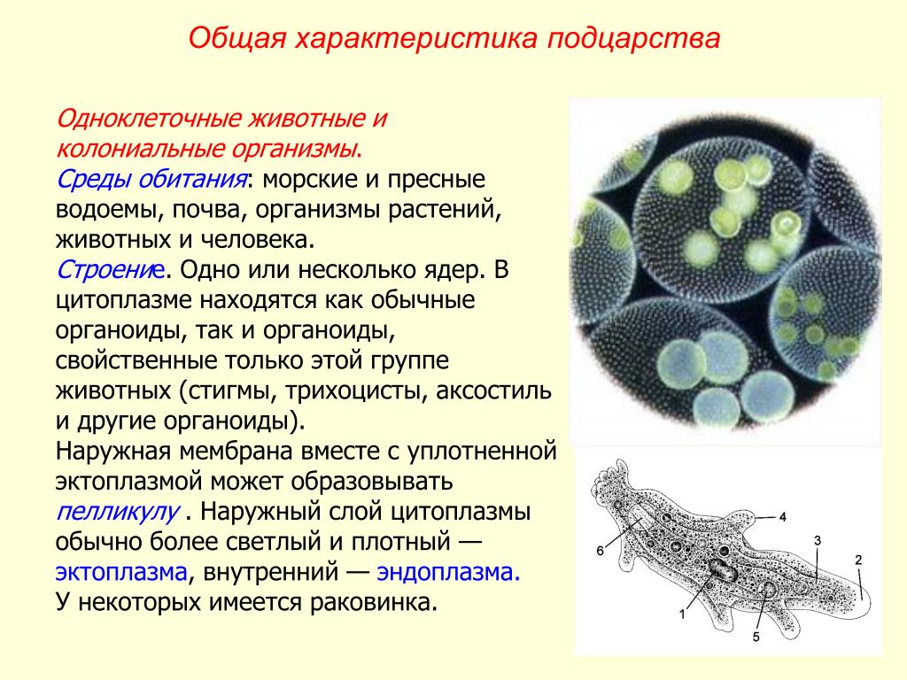 Зачем нужны простейшие организмы. Одноклеточные и многоклеточные организмы 5 класс биология. Одноклеточные многоклеточные и колониальные. Колониальные жгутиконосцы вольвокс. Колониальные одноклеточные организмы.
