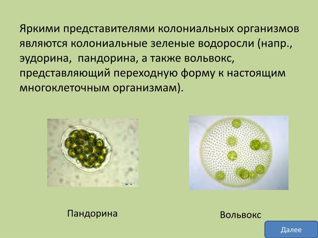 Колониальная одноклеточная водоросль