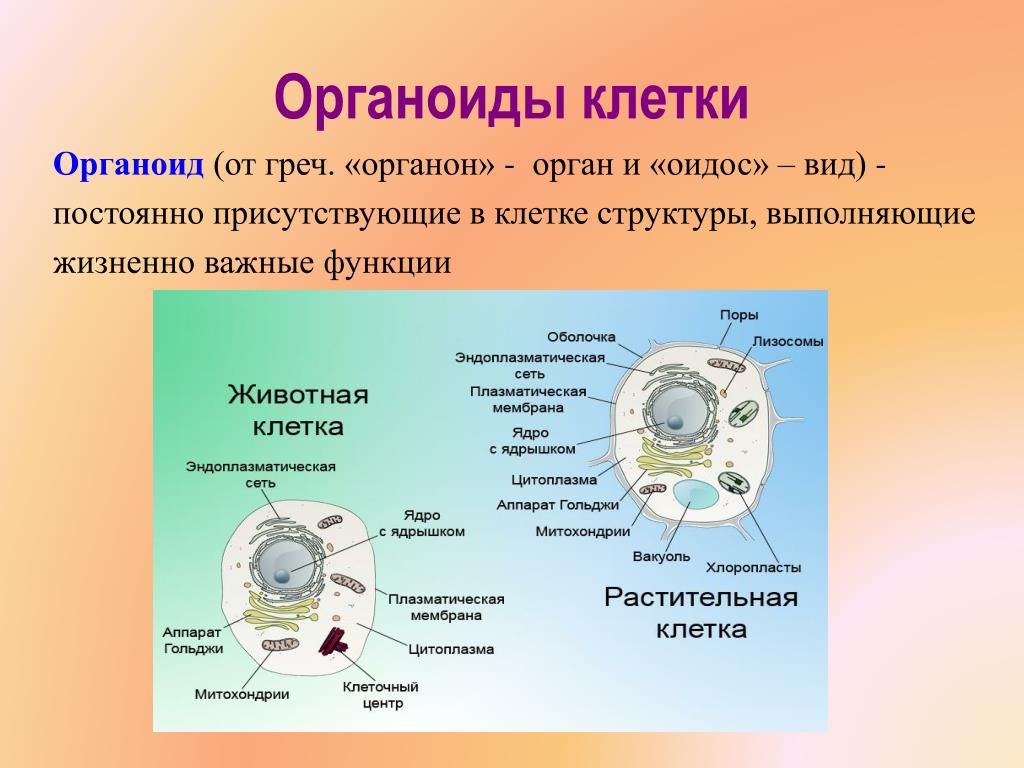 Какую функцию в клетке выполняет изображенный на рисунке органоид