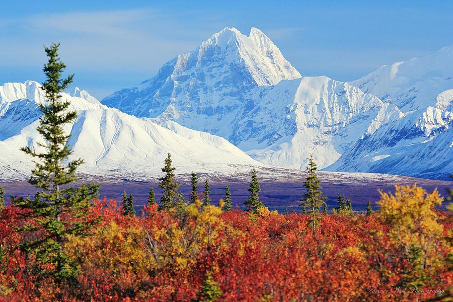 Какое время года в северной америке. Осенняя тундра, национальный парк Денали, Аляска. Национальный парк Денали, штат Аляска. Парк Денали Аляска осень. Зона тундра Северной Америки Аляска.