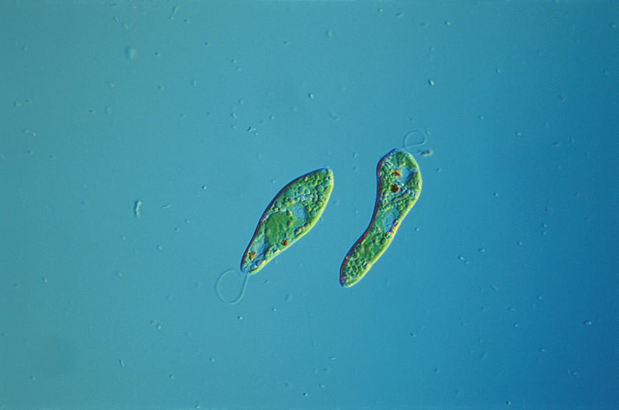 Эвглена. Euglena gracilis. Эвглена зеленая. Эвглена Грацилис. Эвглена в микроскопе.