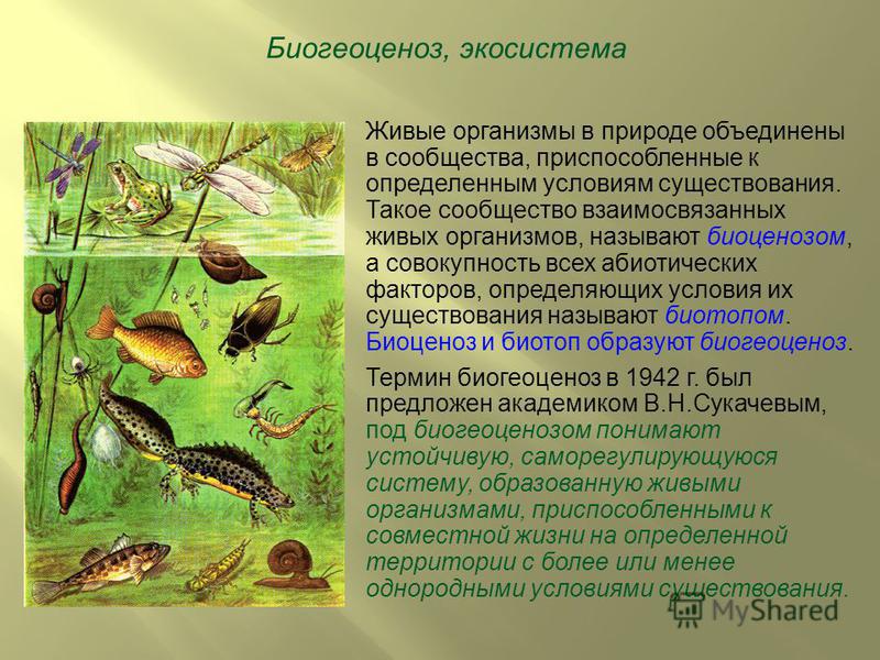 Проект в 9 классе по биологии примеры