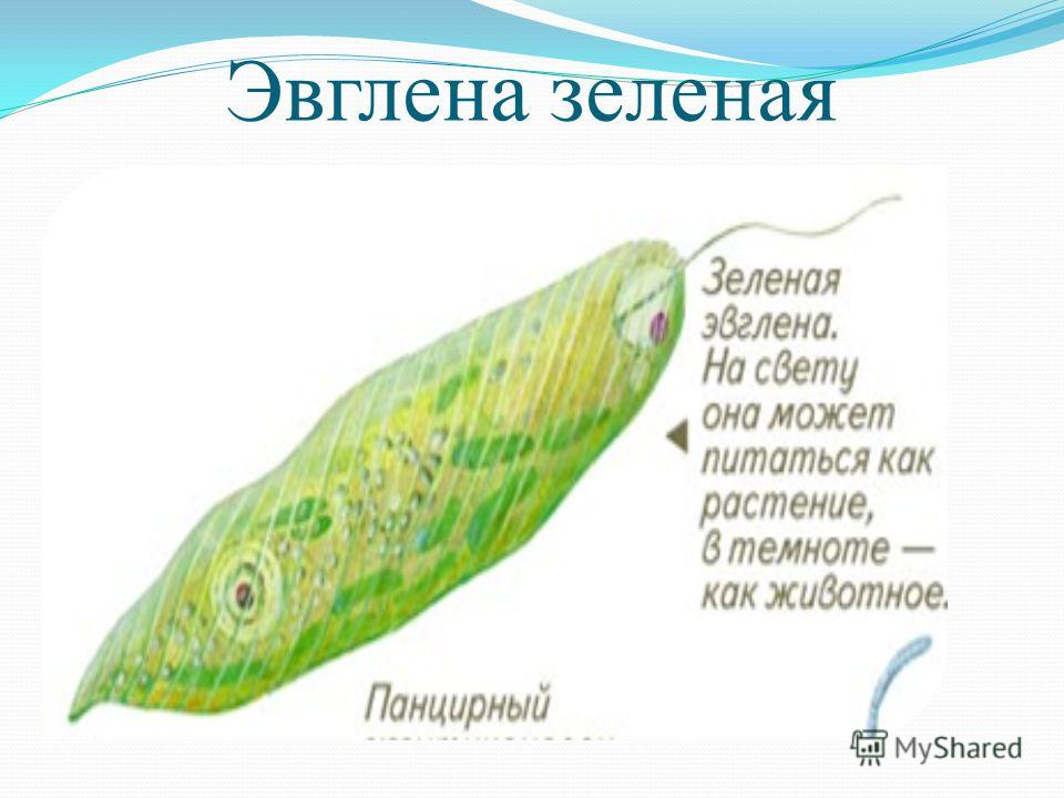 Пища эвглены. Жгутиконосцы эвглена зеленая. Питание эвглены. Строение эвглены зеленой питание. Эвглена зелёная (протист).