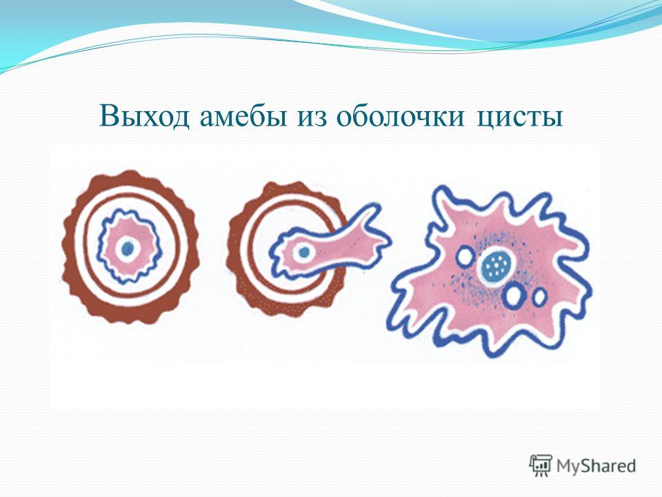 Циста. Образование цисты у простейших. Образование цист у амебы. Образуется у амебы циста. Выход амебы из оболочки цисты.