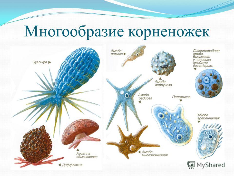 Лабораторная работа многообразие простейших 8 класс. Класс корненожки представители. Представители корненожек простейшие. Строение корненожки простейшие. Тип корненожки простейшие.