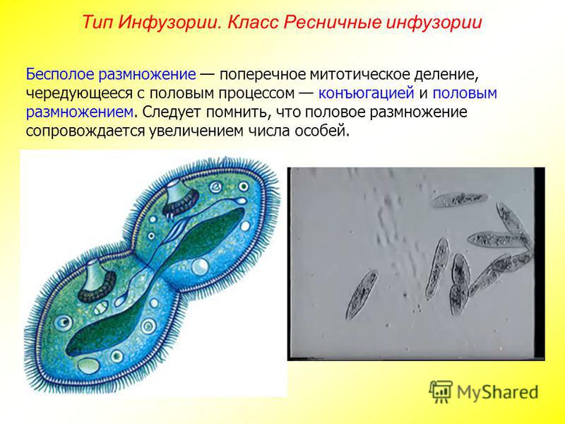 К эукариотам не относятся инфузория туфелька