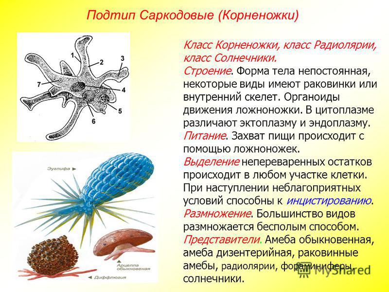 Тип саркодовые. Саркодовые солнечники. Класс Саркодовые корненожки биология. Корненожки строение. Строение корненожки 7 класс биология.