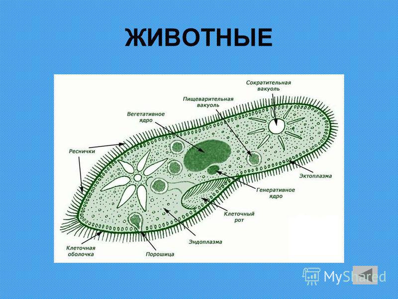 Сократительная вакуоль рисунок