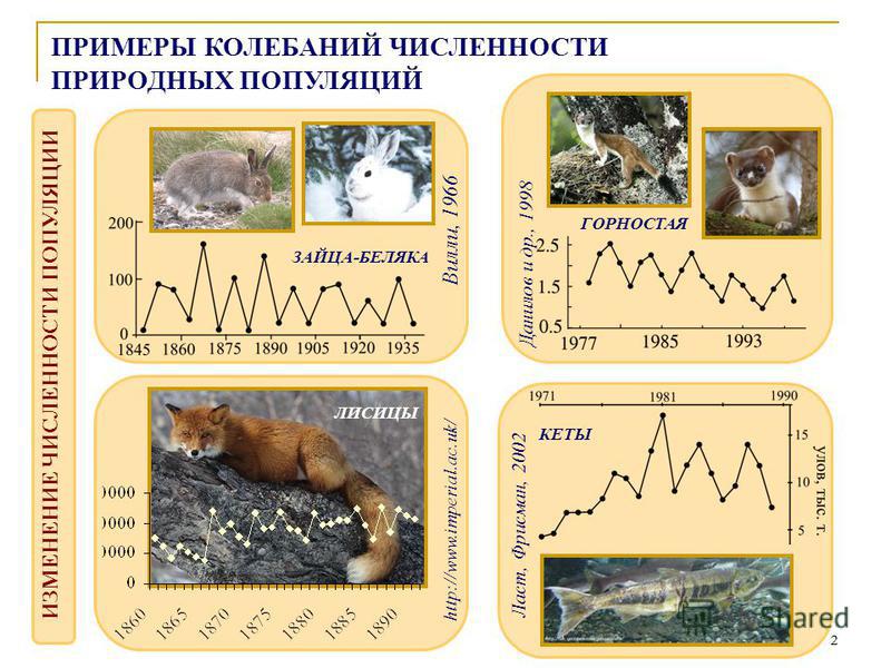 Колебания численности