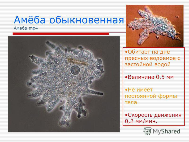 Презентация по биологии 7 класс амеба обыкновенная