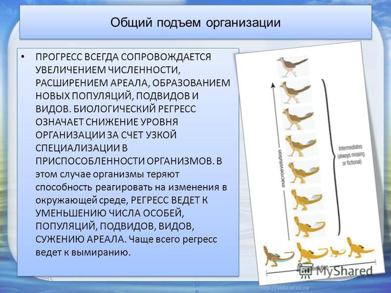 Увеличение числа организмов. Общий подъём организации. Общий подъем уровня организации. Организация подъема. Общий подъем уровня организации организмов это.