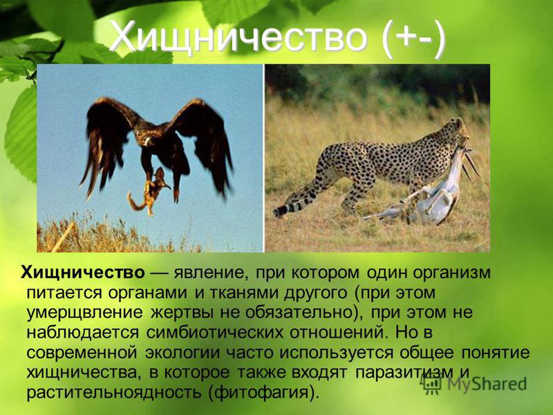 Хищничество. Хищничество это в биологии. Хищничество это в экологии. Хищничество презентация.