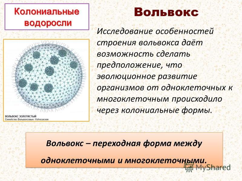 Простейшие колонии