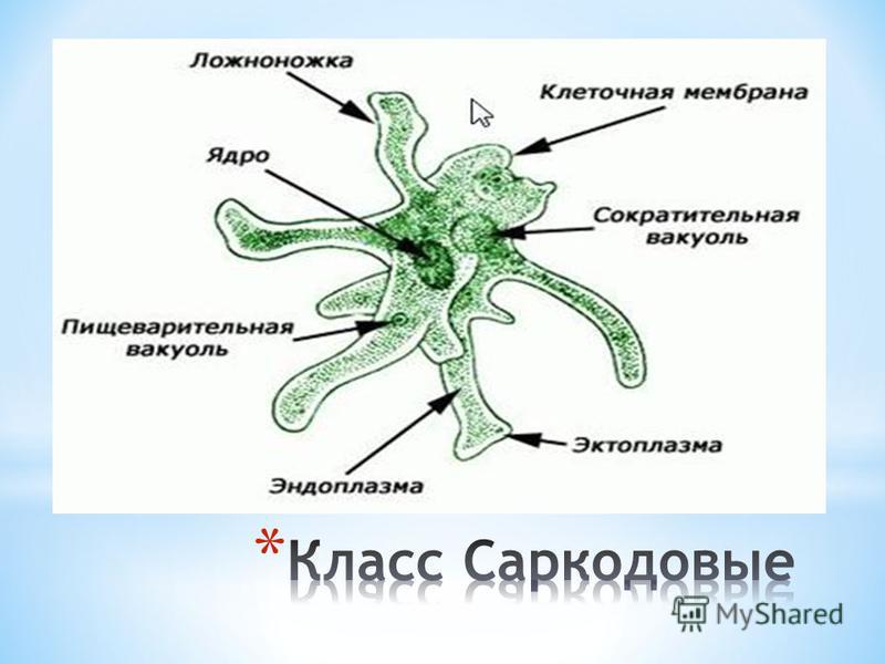 Амеба зеленая