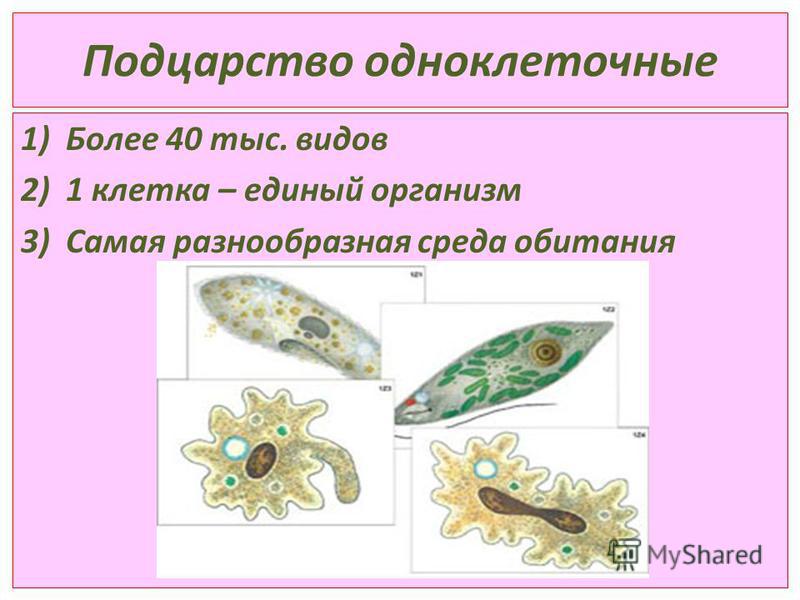 Одноклеточные животные кратко. Подцарство простейшие одноклеточные животные. Представители подцарства одноклеточные. Типы одноклеточных. Характеристика одноклеточных животных.