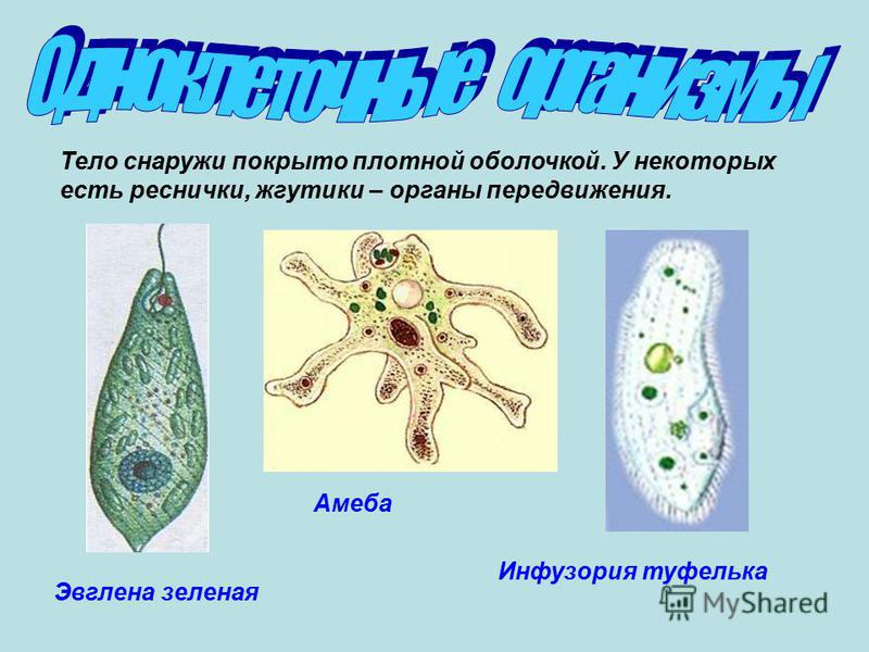 Что общего между показанными на рисунке организмами и что их отличает