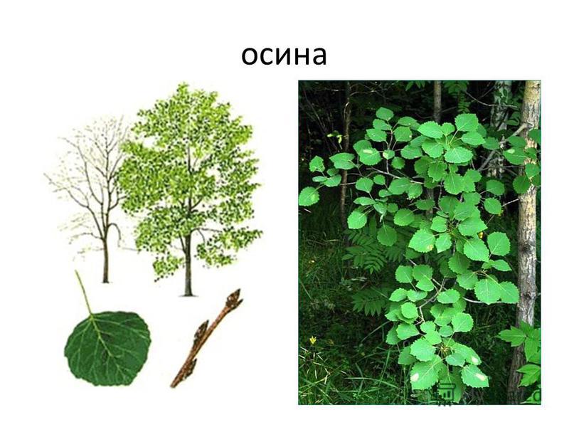 Осина дерево картинки весной