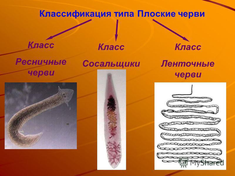 Паразиты размножение