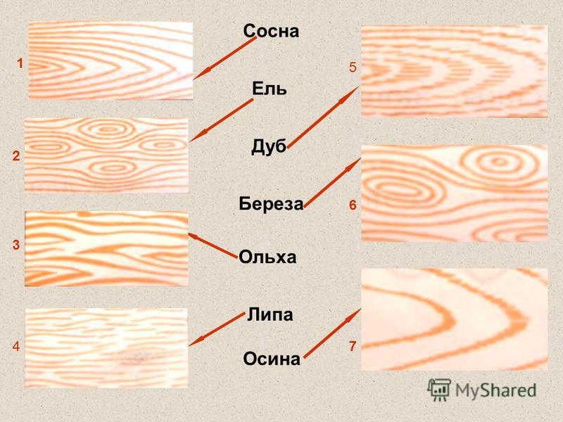 Цвета древесины фото названия