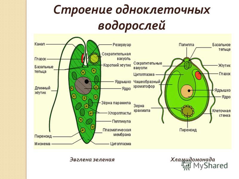 Какова роль одноклеточных организмов