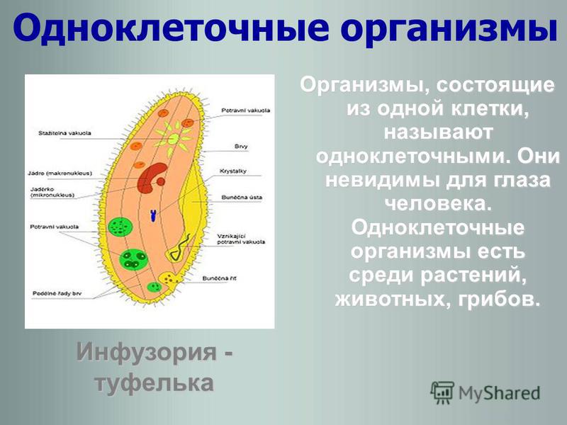Что состоит из 1 клетки. Одноклеточные организмы. Одноклеточные оргаганизмы. Одноклеточные организмы животные. Одноклеточные клетки.