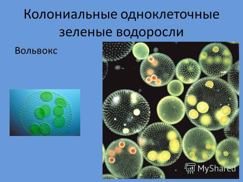 Появление одноклеточных водорослей. Зеленые водоросли вольвокс. Вольвокс это планктон. Одноклеточные водоросли вольвокс. Колониальные водоросли вольвокс.